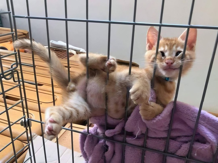 Nuôi lộn con... khỉ. 