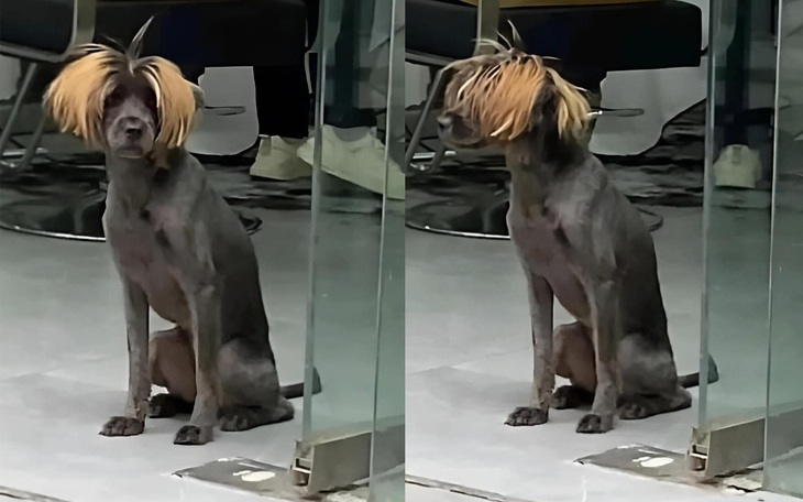 Ảnh vui 15-1: Làm tóc đón Tết bây giờ là vừa!