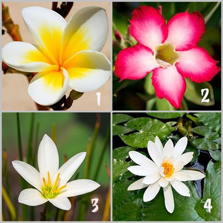 Quiz: Loài hoa bộc lộ tính cách thực sự của bạn- Ảnh 1.