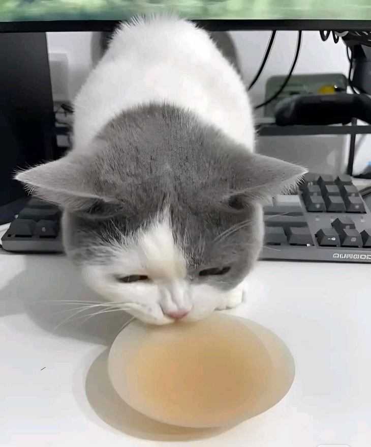 Thưa điện hạ, đây không phải là cái chén đựng nước.