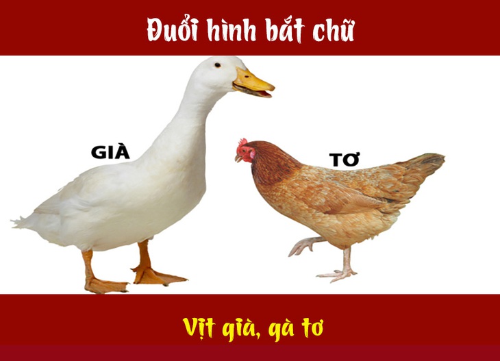 Câu tục ngữ, thành ngữ 'khó nhằn' này là gì? (P40)- Ảnh 2.