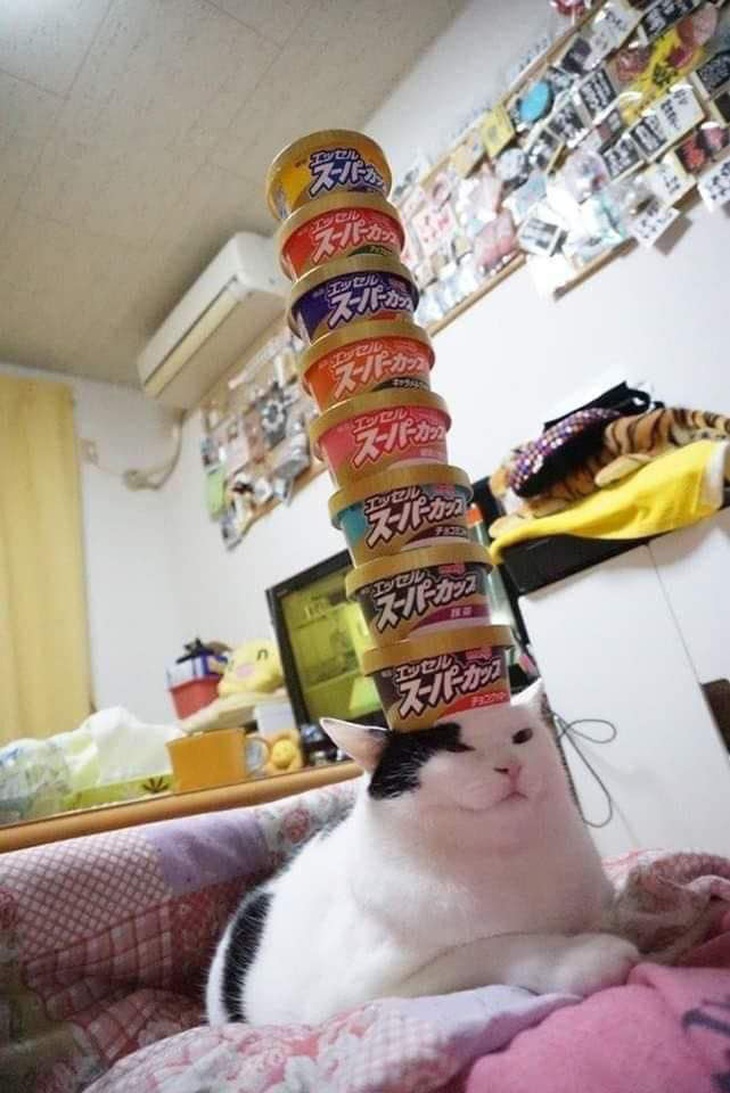 Quốc Nghiệp - Quốc Cơ cũng đành chào thua... Quốc Meo!