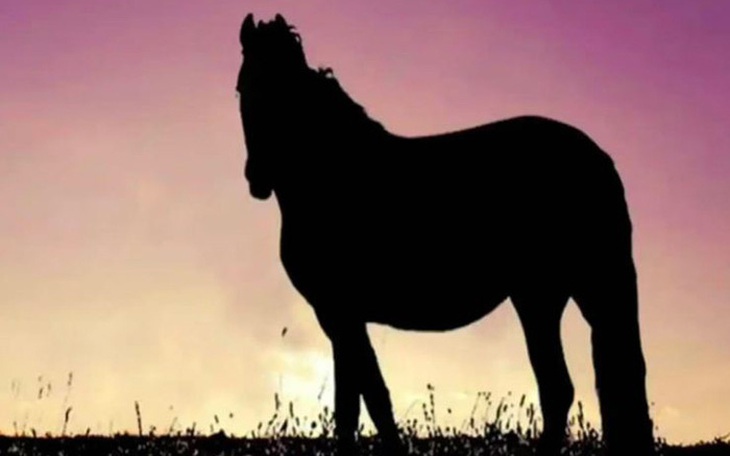 Quiz: Con ngựa đang nhìn về hướng nào?