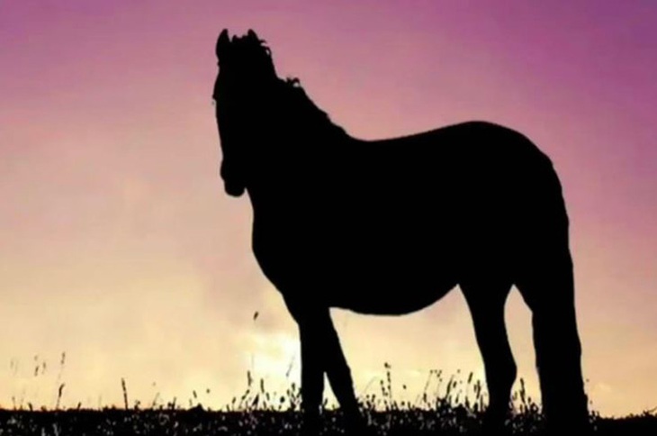 Quiz: Con ngựa đang nhìn về hướng nào?- Ảnh 1.