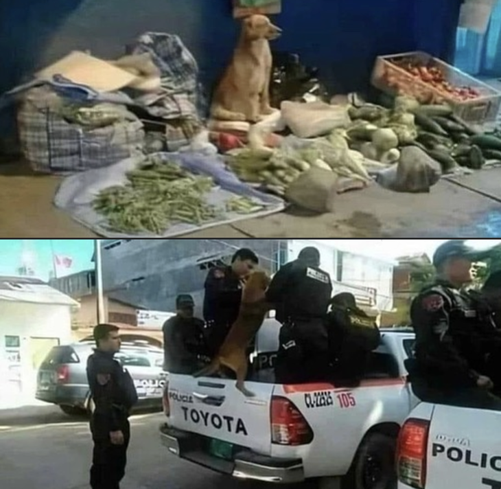 Anh ơi, em lấn có xíu thôi mà. 