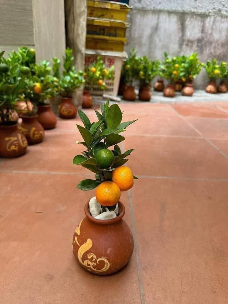 Cây quất phù hợp với tiền thưởng Tết của bạn. 