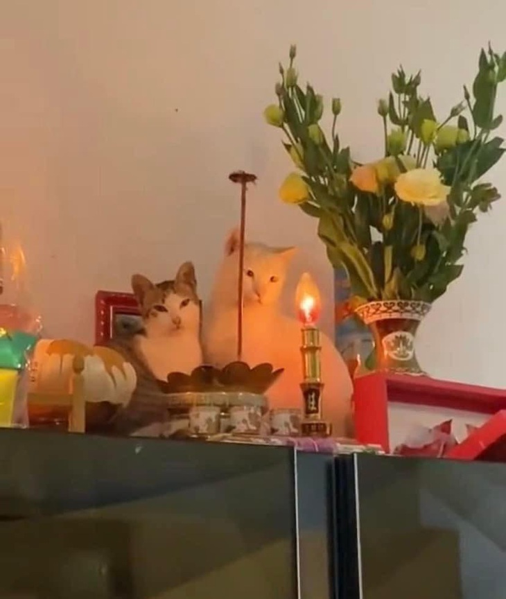 Không mau quỳ gối xuống đi các ái khanh!