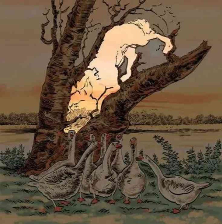 Thử tài tinh mắt: Con báo đang ẩn náu ở đâu giữa bầy ngỗng?- Ảnh 2.