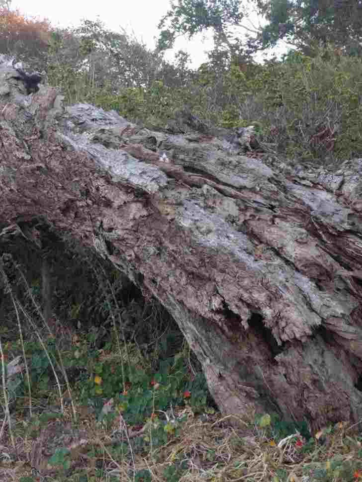 Thiên tài mới thấy con mèo đang ẩn nấp ở đâu?- Ảnh 1.