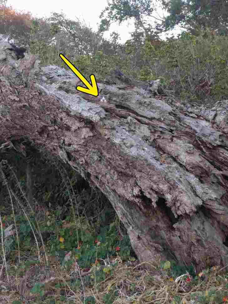 Thiên tài mới thấy con mèo đang ẩn nấp ở đâu?- Ảnh 2.