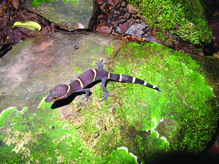 Thạch sùng mí lichtenfelderi