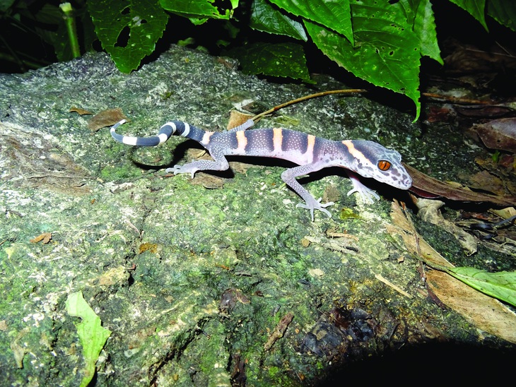 Thạch sùng mí hữu liên