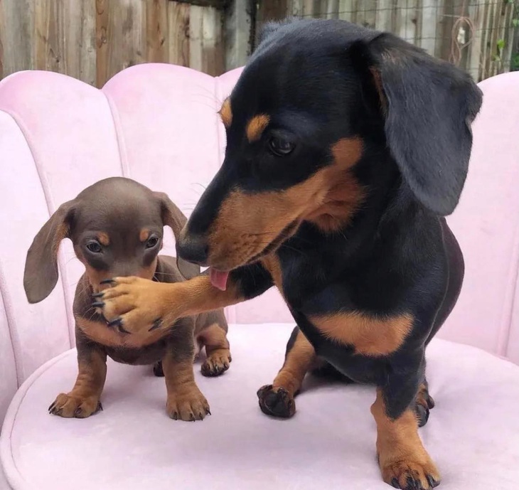 Mũi không ngửi thấy, bụng không kêu.