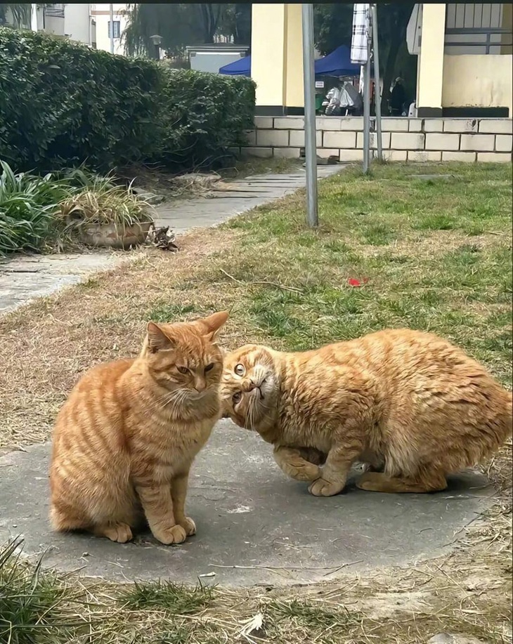 Hai đứa bạn thân, một đứa nhây, đứa còn lại cộc.