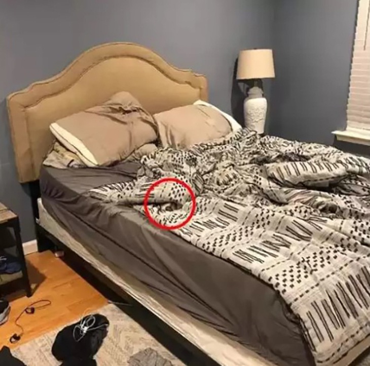 Mắt 10/10 mới thấy con chó trốn ở đâu?- Ảnh 2.