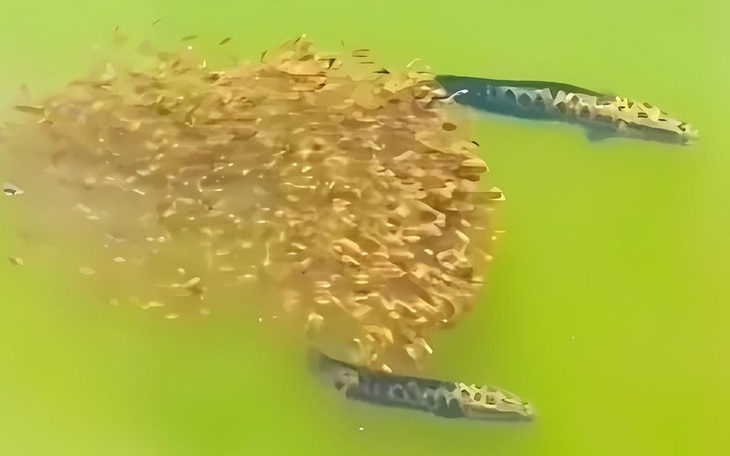 Thử tài tinh mắt: Tìm điểm bất thường trong ảnh - Ảnh 9.