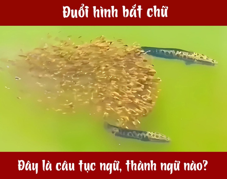 Câu tục ngữ, thành ngữ 'khó nhằn' này là gì? (P67) - Ảnh 1.