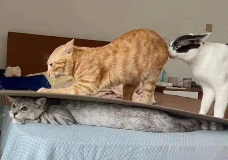 Ảnh vui 29-10: Mẹ chồng giả làm cái bàn bắt con dâu ngoại tình - Ảnh 1.