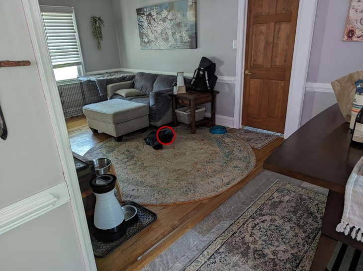 Thử tài tinh mắt: Con mèo trốn ở đâu? - Ảnh 1.