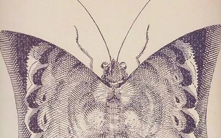 Mắt 10/10 mới thấy 4 con sư tử ở trong hình - Ảnh 7.