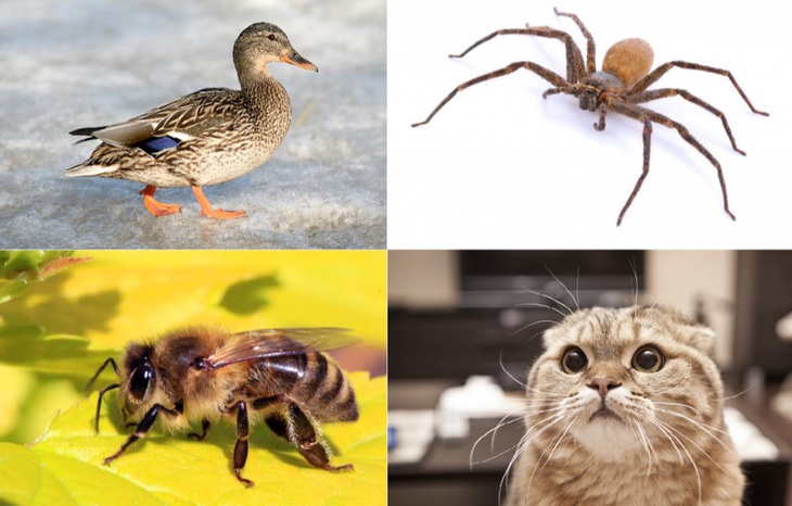 Bài toán tìm giá trị con mèo khiến vạn người 'bó tay' - Ảnh 1.