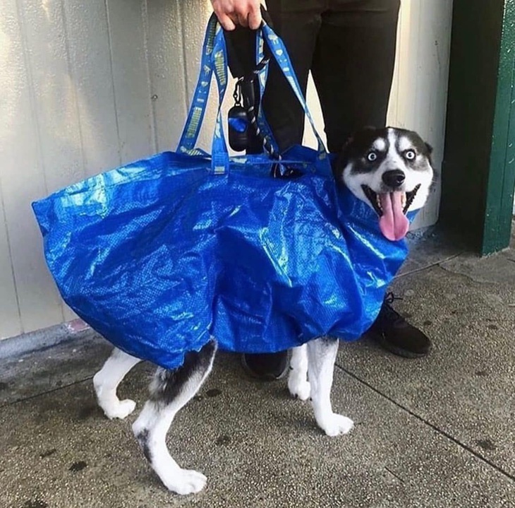 Ảnh vui 29-11: Chú mèo nằm êm trên... nệm lông chó - Ảnh 3.