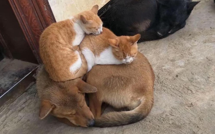 Sự thật về 'vì tinh tú mang tên Jack - J97' - Ảnh 4.