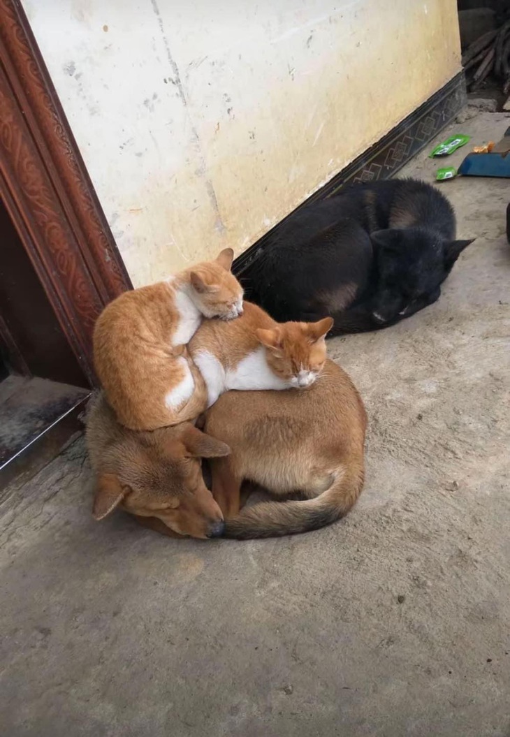 Ảnh vui 29-11: Chú mèo nằm êm trên... nệm lông chó - Ảnh 1.