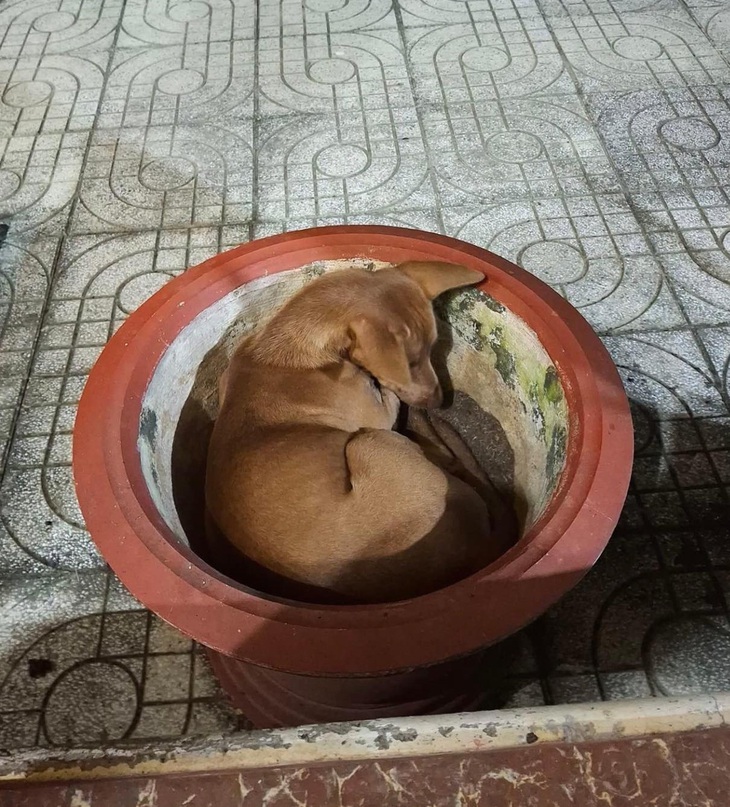 Ảnh vui 30-11: Gia chủ bảo 'phòng trọ khép kín, dọn vào ở ngay' - Ảnh 3.