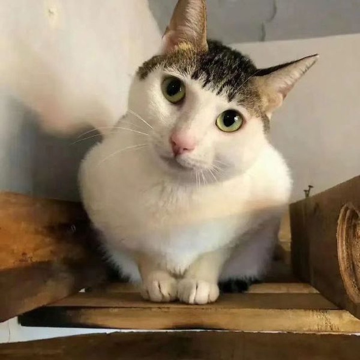 Ảnh vui 30-11: Gia chủ bảo 'phòng trọ khép kín, dọn vào ở ngay' - Ảnh 4.