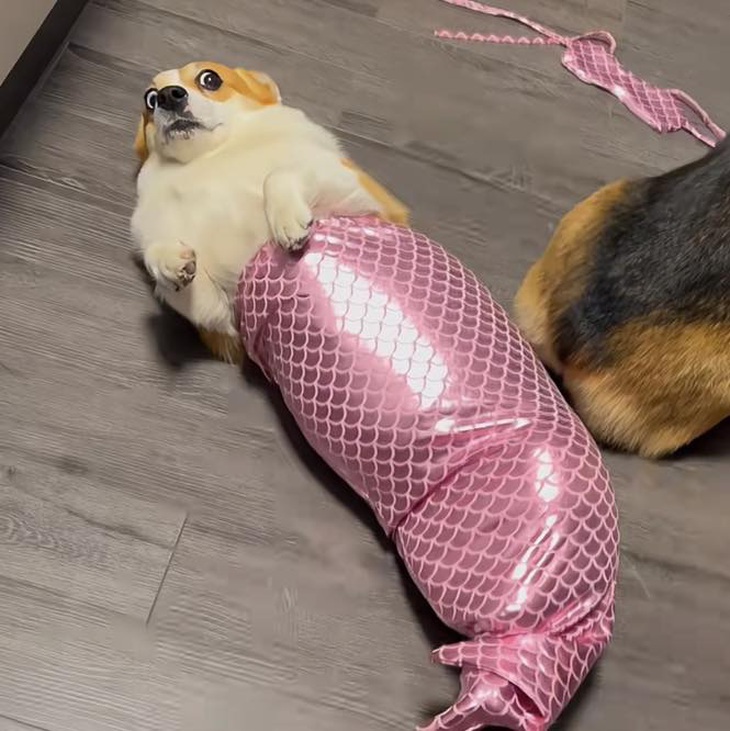 Ảnh vui 9-11: Cô giáo yêu cầu viết '29 chữ cái hoa' và cái kết - Ảnh 6.