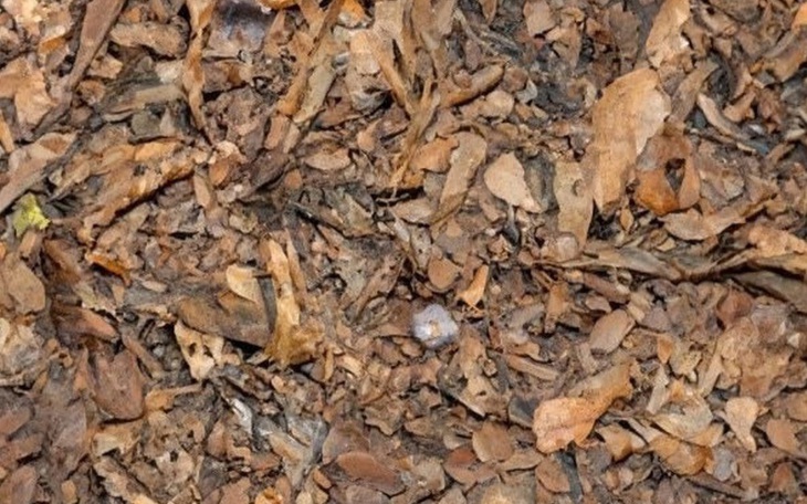 Câu tục ngữ, thành ngữ 'khó nhằn' này là gì? (P72) - Ảnh 4.