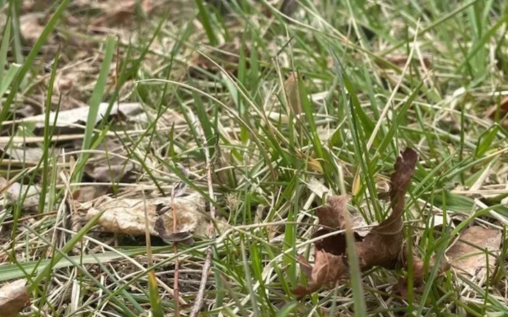 Người am hiểu có biết đây là câu thành ngữ nào? - Ảnh 2.