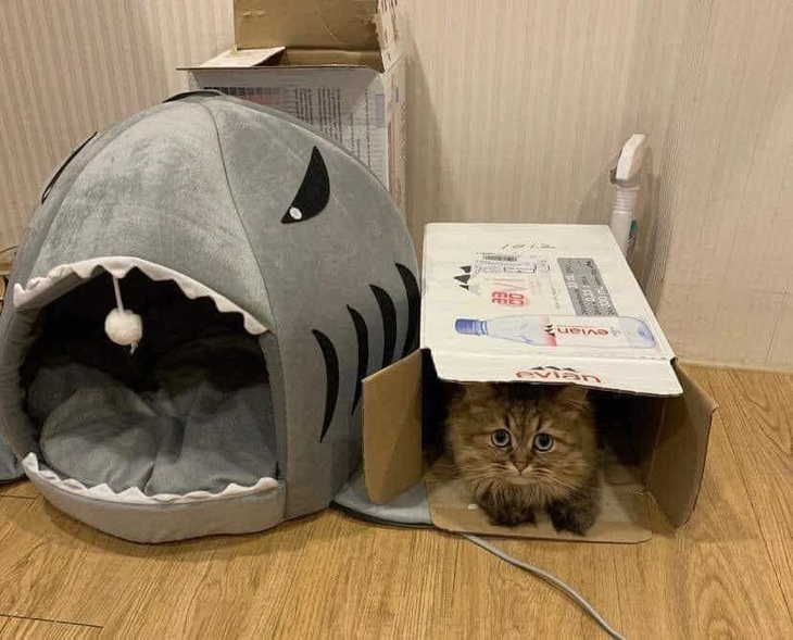 Nếu biết trước kết quả thì đâu tốn 300.000 đồng. 