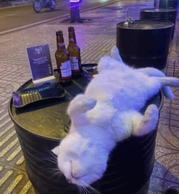 Không say không về. 