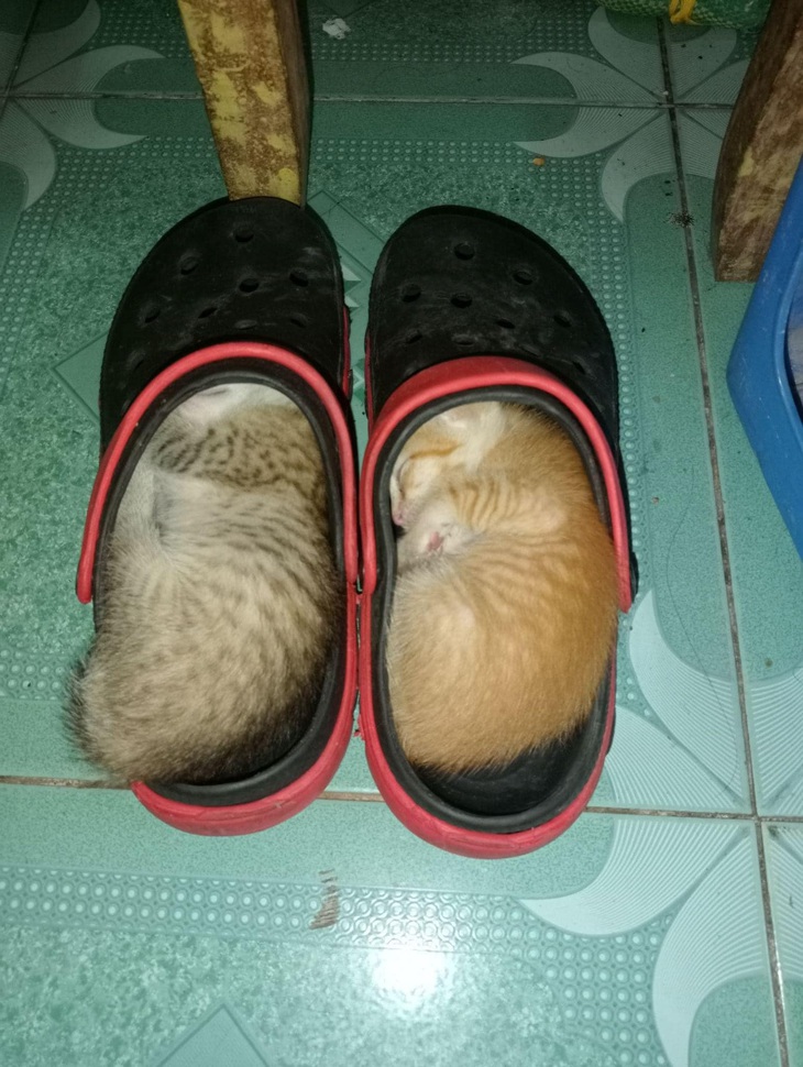 Rồi dép tao đâu bây?