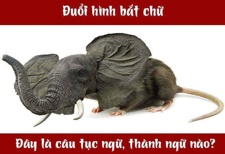 Câu tục ngữ, thành ngữ 'khó nhằn' này là gì? (P47)- Ảnh 3.