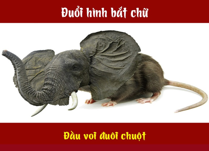 Câu tục ngữ, thành ngữ 'khó nhằn' này là gì? (P47)- Ảnh 4.