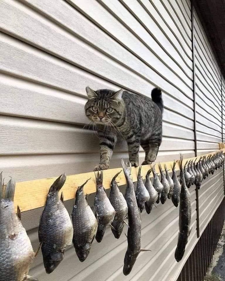 Bước chân trên thiên đường.