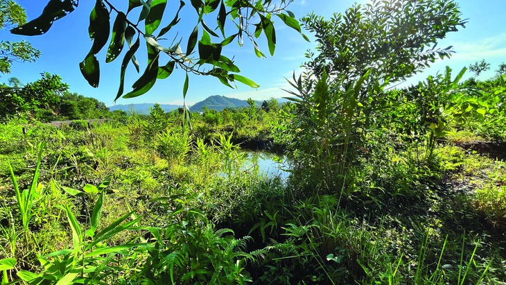 Tháng 12-2023, ao có nước ngay cả trong mùa khô, nhiều cây cỏ tái sinh