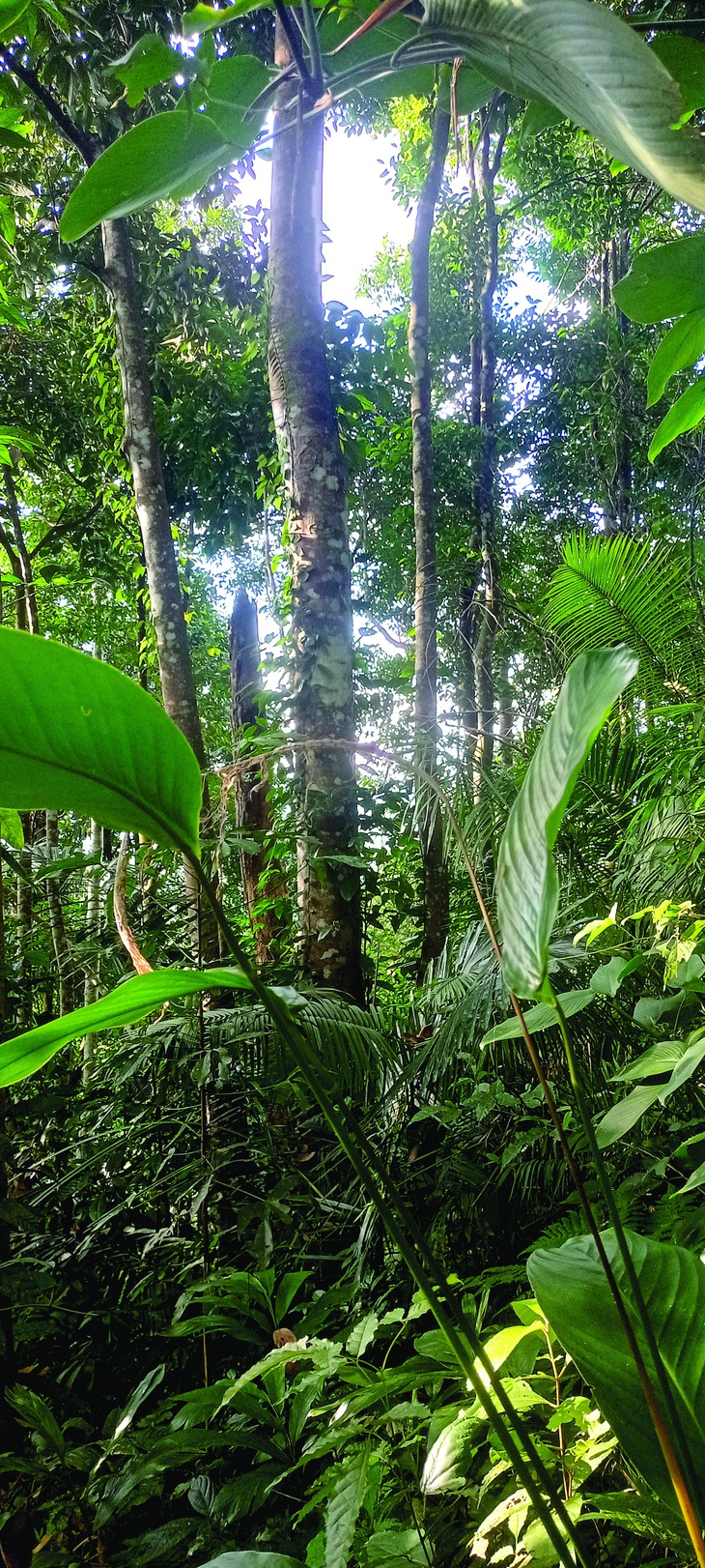 Một góc vạt rừng 30 tuổi mà cha Diêu đã dưỡng