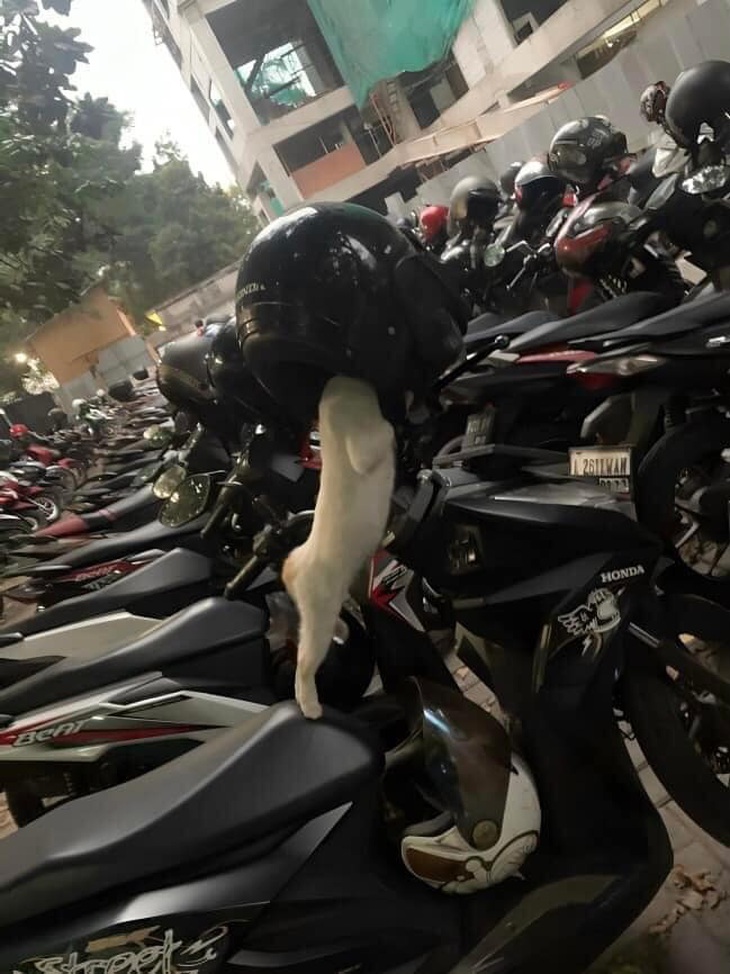 Chân dài tìm đại gia. 