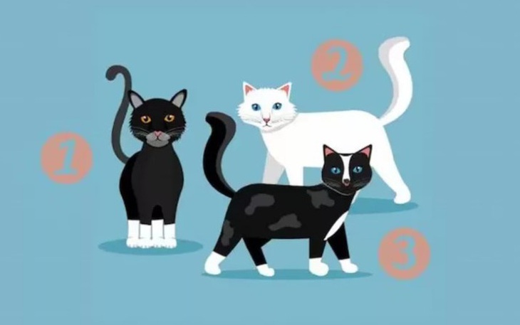 Con vật tiết lộ thái độ của bạn khi đối mặt với khó khăn