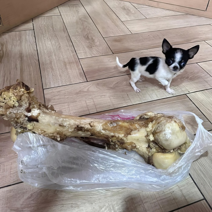 Tổng tài và khúc xí quách của anh ấy.