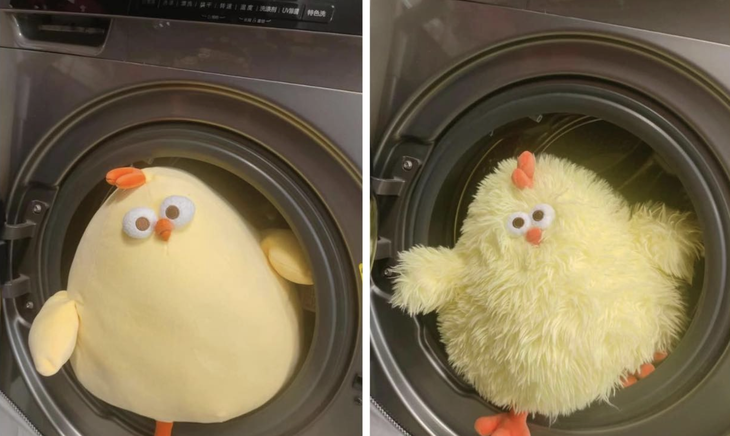 Tình yêu gà bông. 