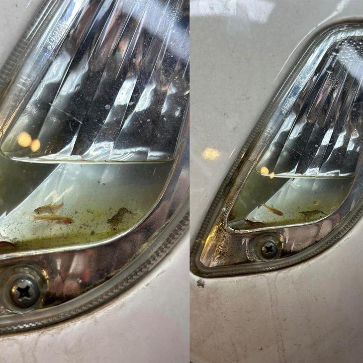 Con cá: "Ông mà ra khỏi đây được thì chết với ông". 