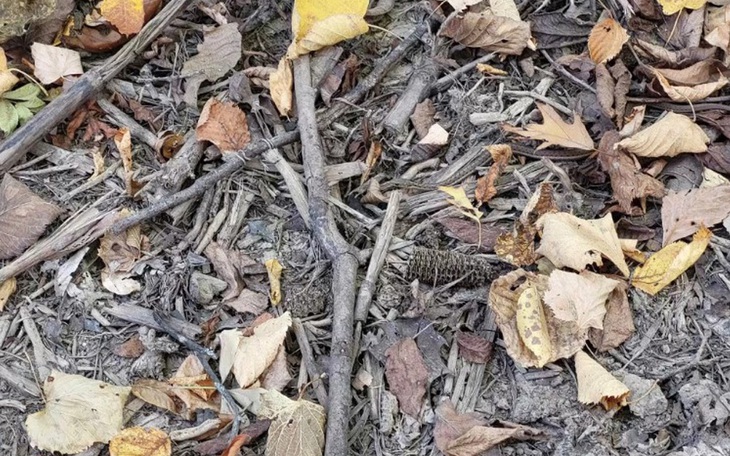 Thử tài tinh mắt: Con rắn ẩn nấp ở đâu?