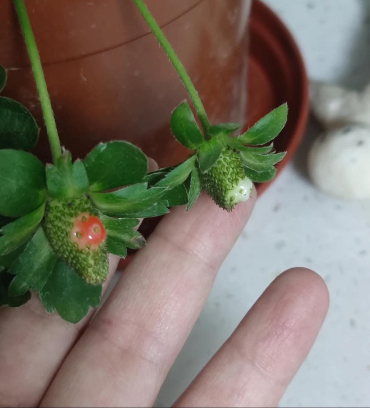 Cây dâu chín kiểu 