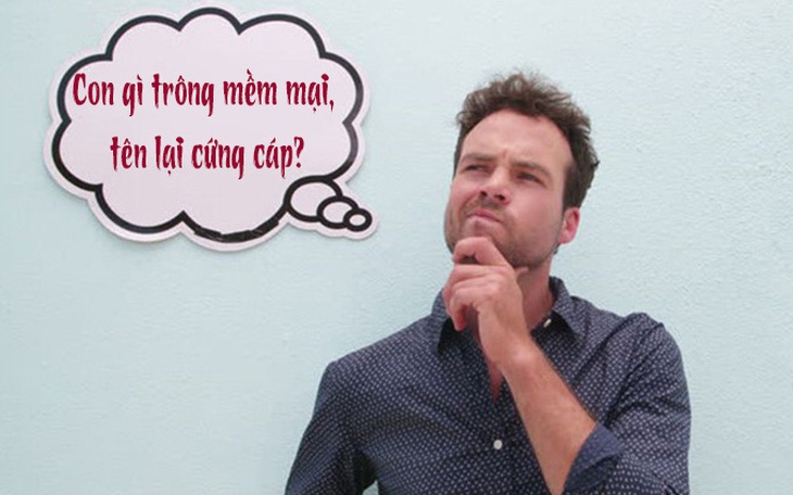 Câu đố hack não: Con gì trông mềm mại, tên lại cứng cáp?