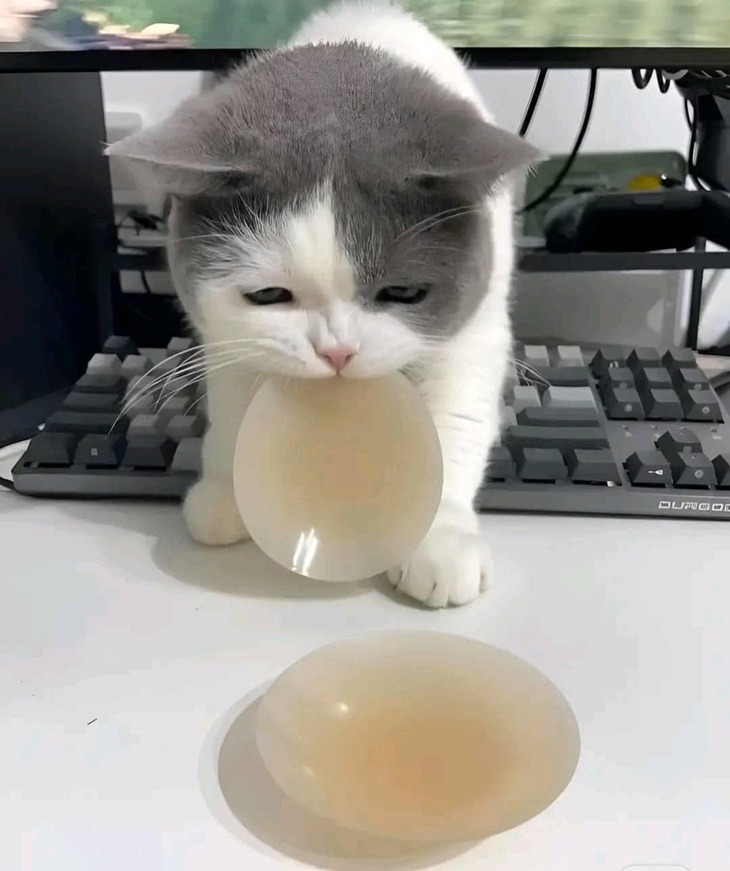 Măm măm, em thấy dai quá chị ơi. 